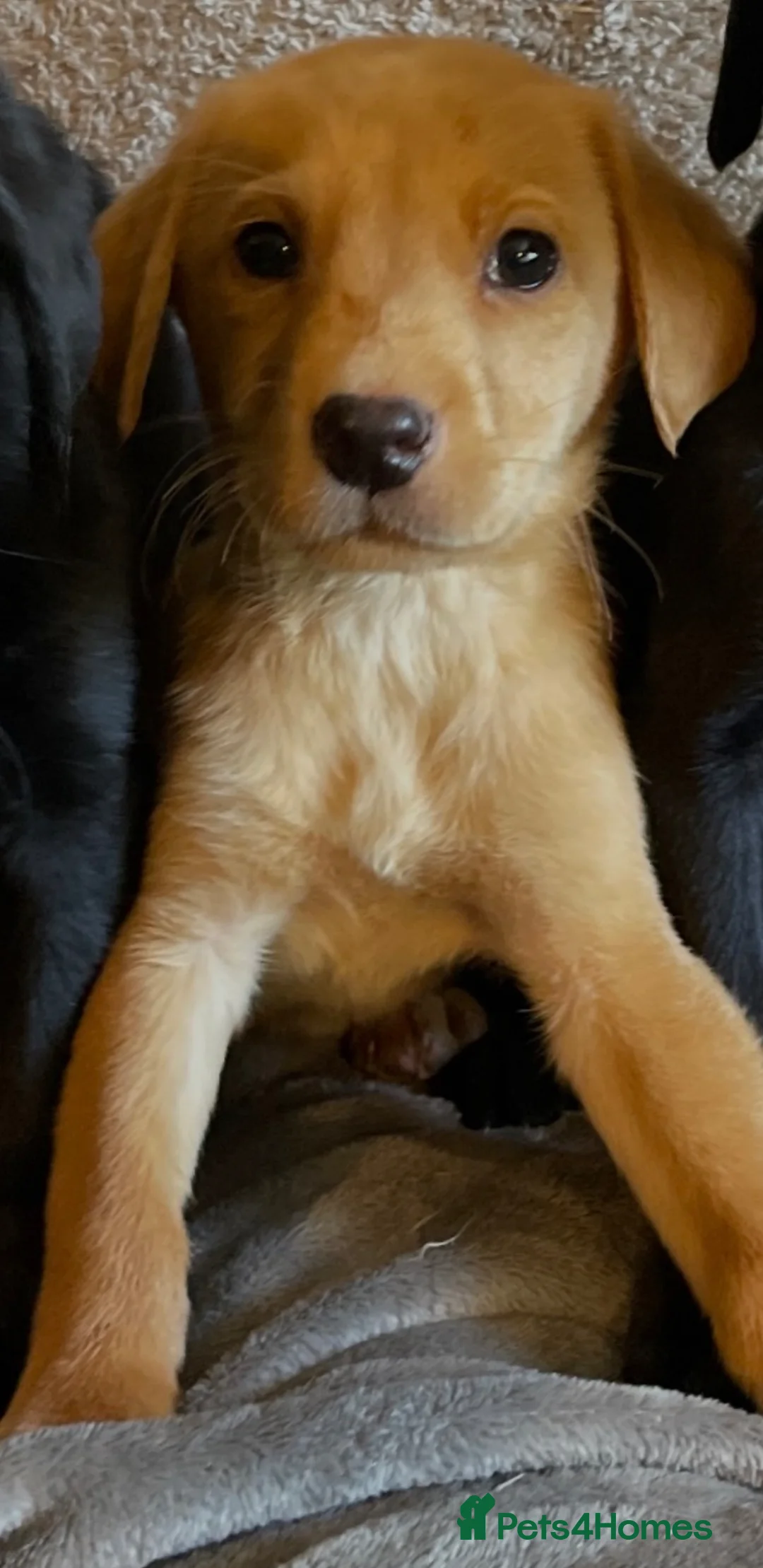 Labrador Retriever dogs for sale: Extensively health tested labrador puppies - Advert 1