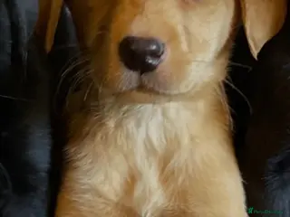 Labrador Retriever dogs Extensively health tested labrador puppies - Advert 13