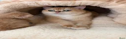 British Shorthair cats for sale: Beautiful GCCF Reg Golden Girl  - Advert 15