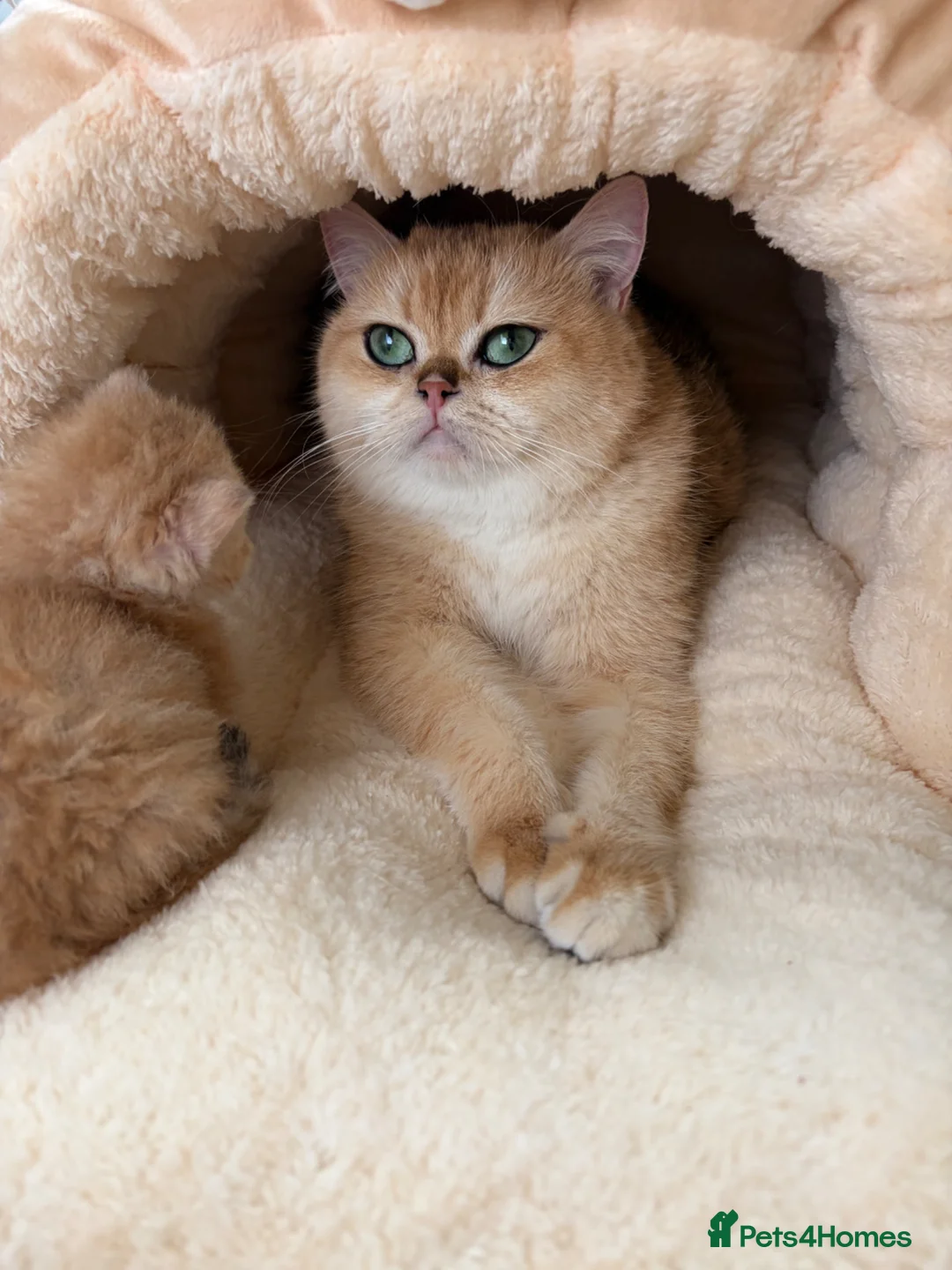 British Shorthair cats for sale: Beautiful GCCF Reg Golden Girl  - Advert 15