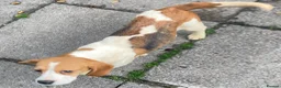 Beagle dogs for sale: 2 Kc Reg Beagles Girls For Sale - Advert 15