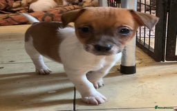 Jack Russell dogs for sale: READY NOW !  No time wasters ! - Image 1
