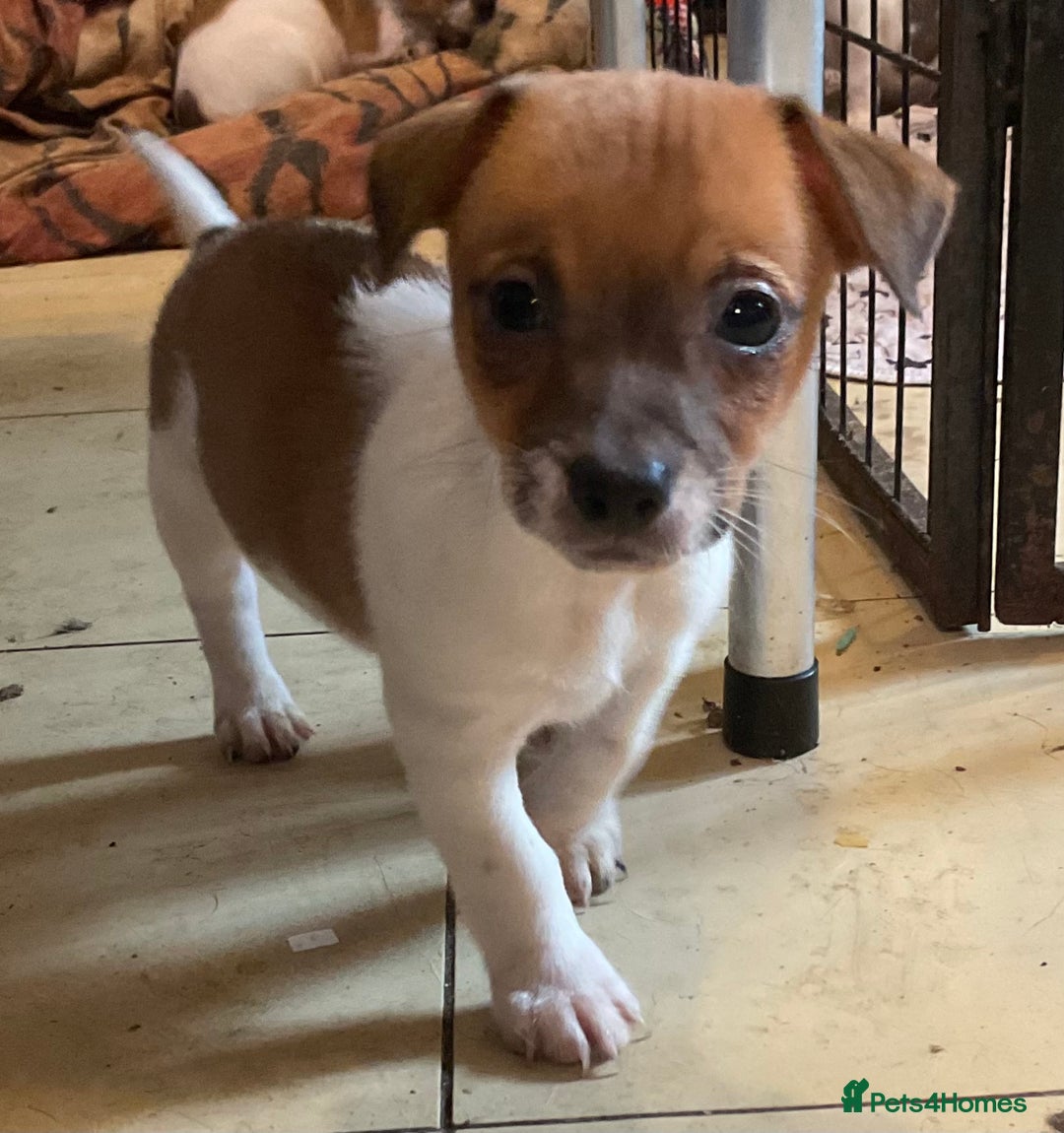 Jack Russell dogs for sale: READY NOW !  No time wasters ! - Image 1