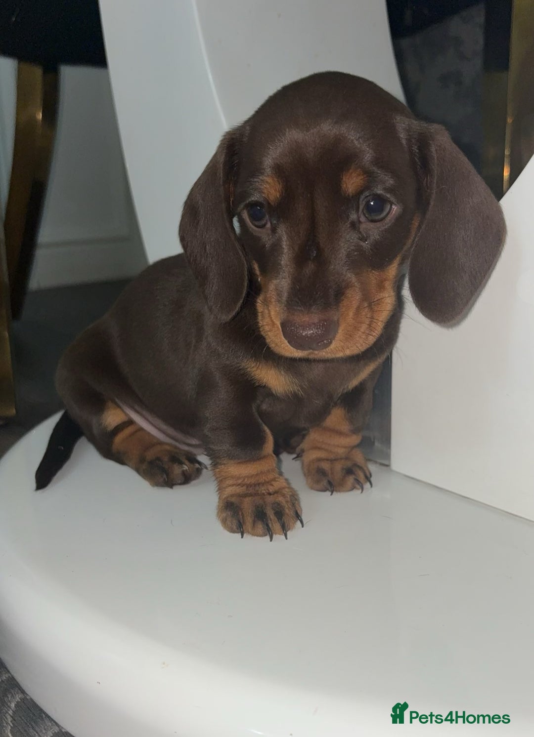 Miniature Dachshund dogs for sale: Miniature dachshund girl chocolate &tan - Advert 12