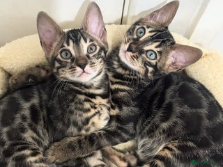 Bengal cats 🌟Pedigree bengal kittens🌟 - Advert 18
