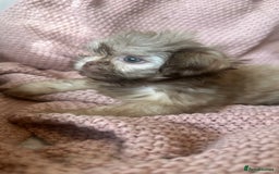 Shih Tzu dogs for sale: ONE PUPPY AVAILABLE READY NOW - Image 20