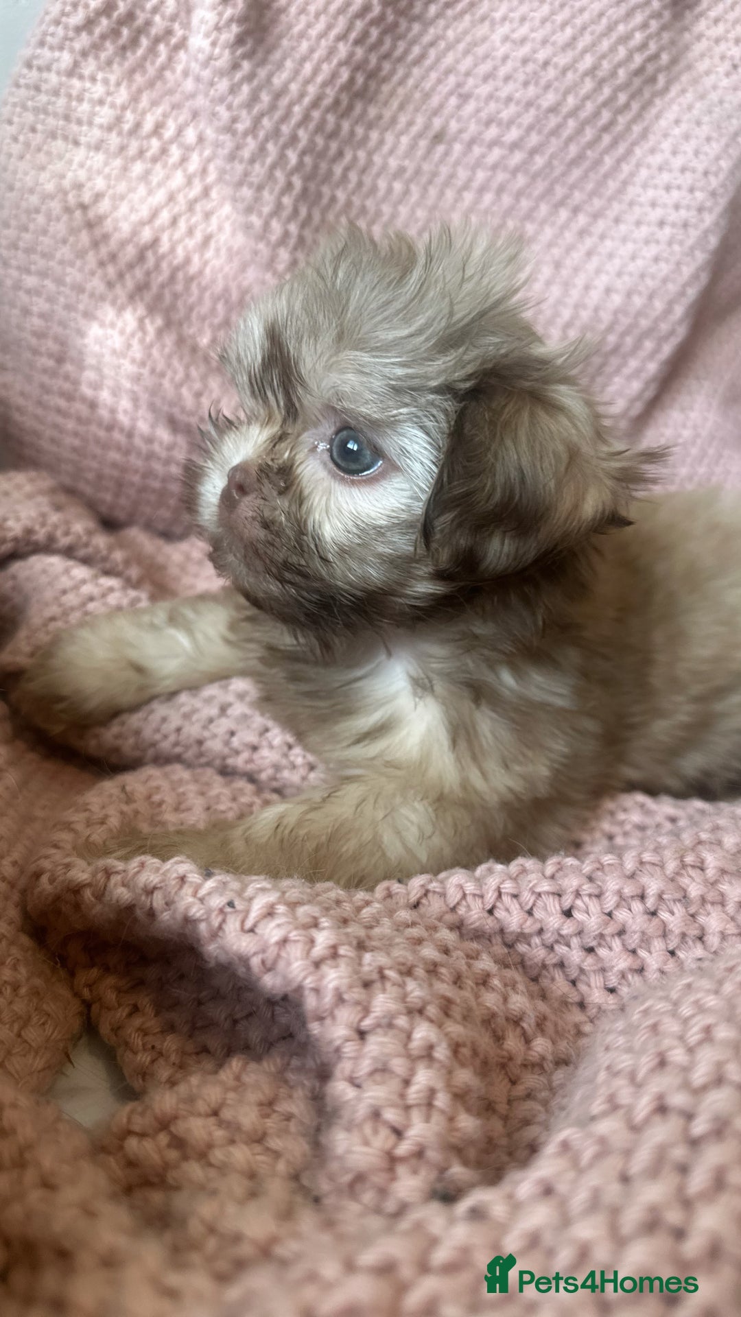 Shih Tzu dogs for sale: ONE PUPPY AVAILABLE READY NOW - Image 20