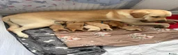 Goldador dogs for sale: 11 Beautiful Goldador puppies - Advert 12