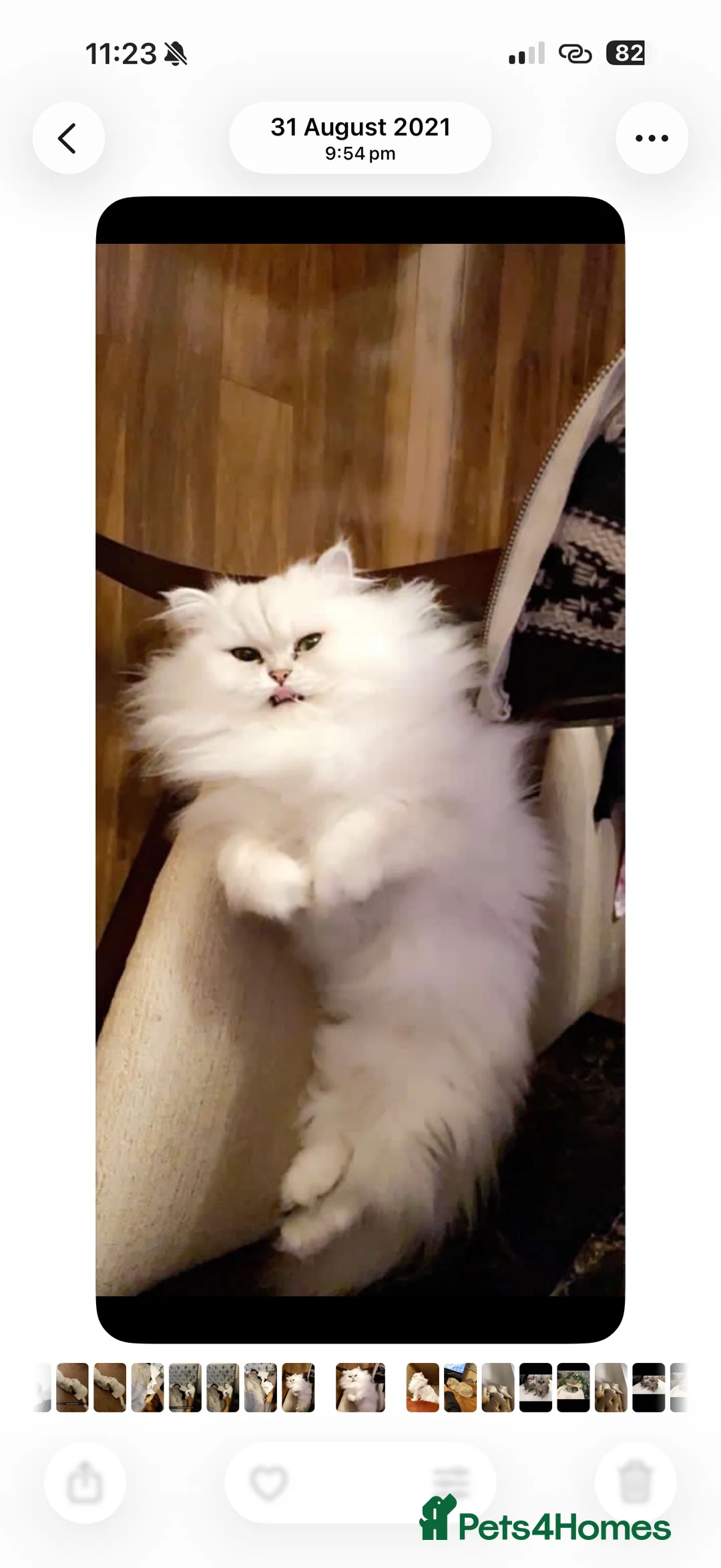 Persian cats for sale: Beautiful Persian For Sale - Advert 2