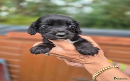 Sprocker dogs for sale: Beautiful Sprocker pups - Image 3
