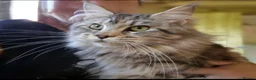 Maine Coon cats for sale: Maine Coon - Advert 14