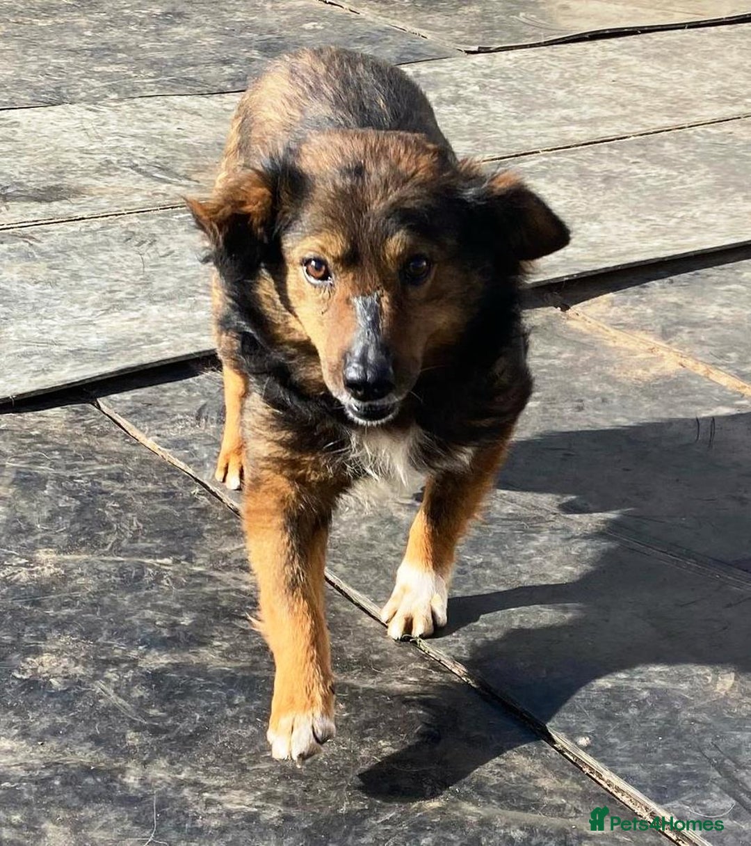 Mixed Breed dogs for adoption: Meet Charlie - a Lovely old boy, for a loving Home - Image 25