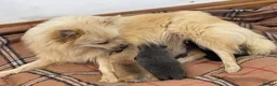 Pomeranian dogs for sale: Pomeranian puppies. - Advert 14
