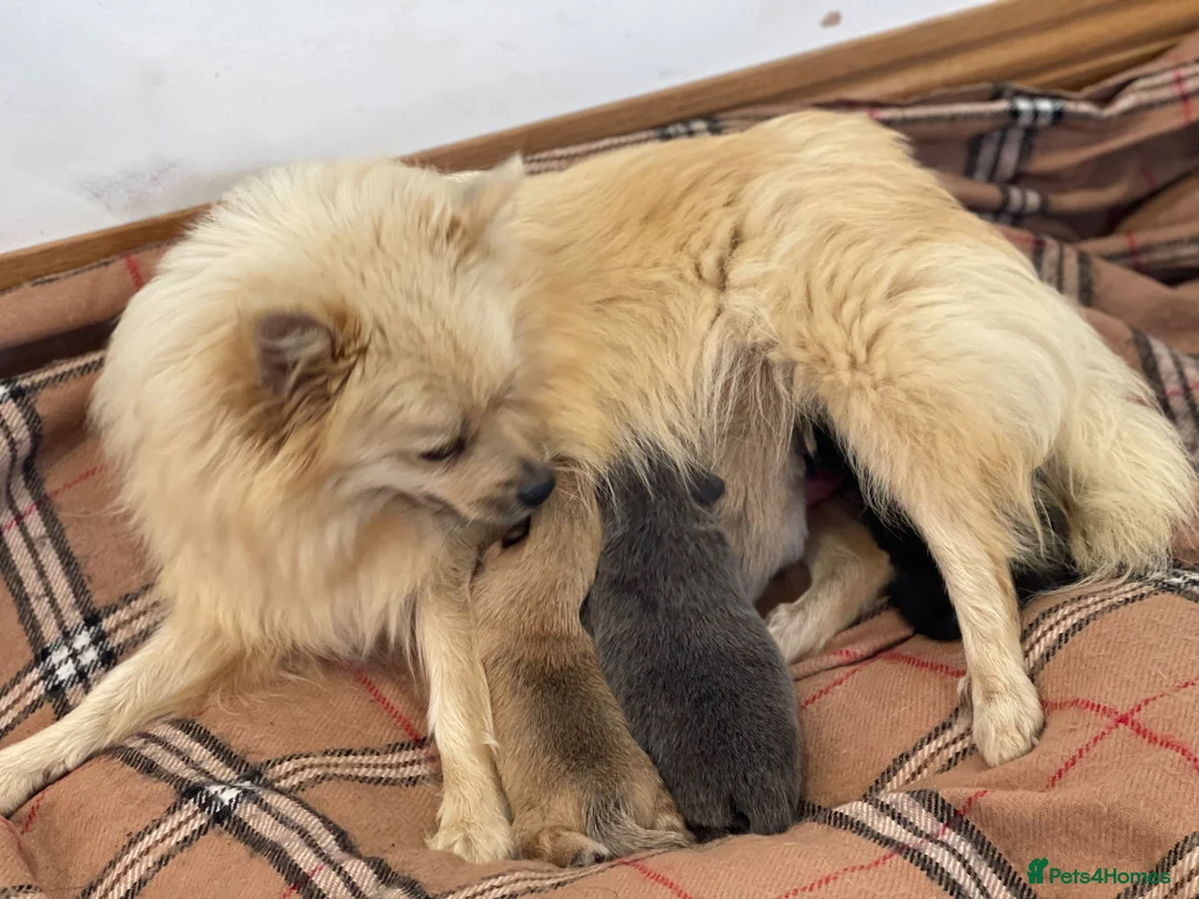 Pomeranian dogs for sale: Pomeranian puppies. - Advert 14