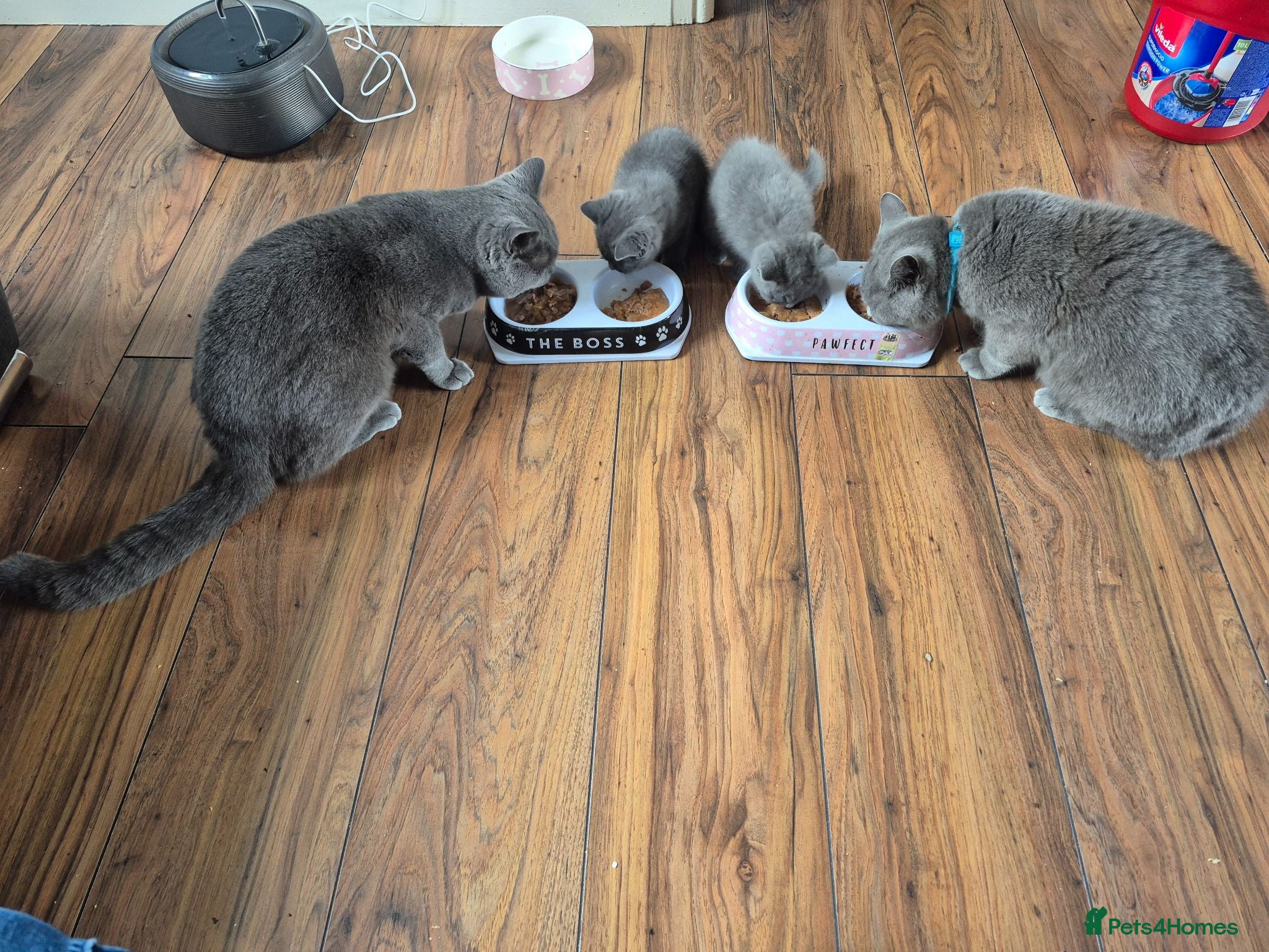 British Shorthair cats British short hairs for sale - Advert 13