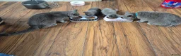 British Shorthair cats for sale: British short hairs for sale - Advert 1