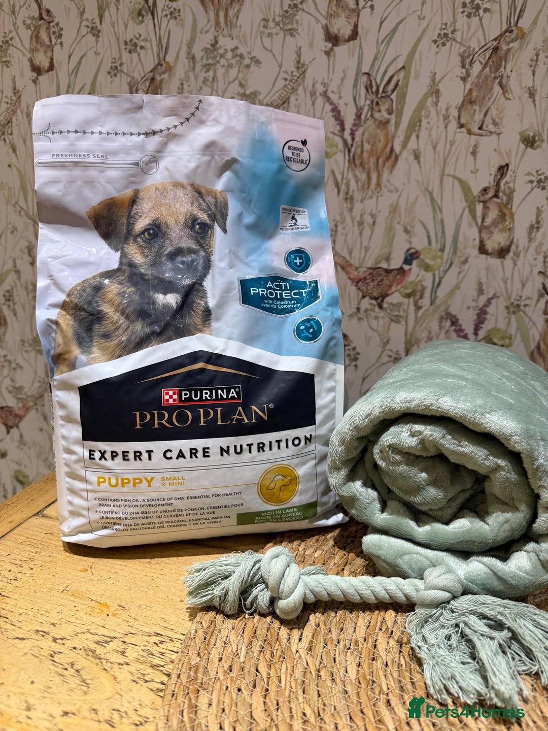 Cockapoo dogs for sale: Cockapoo puppies - Advert 11