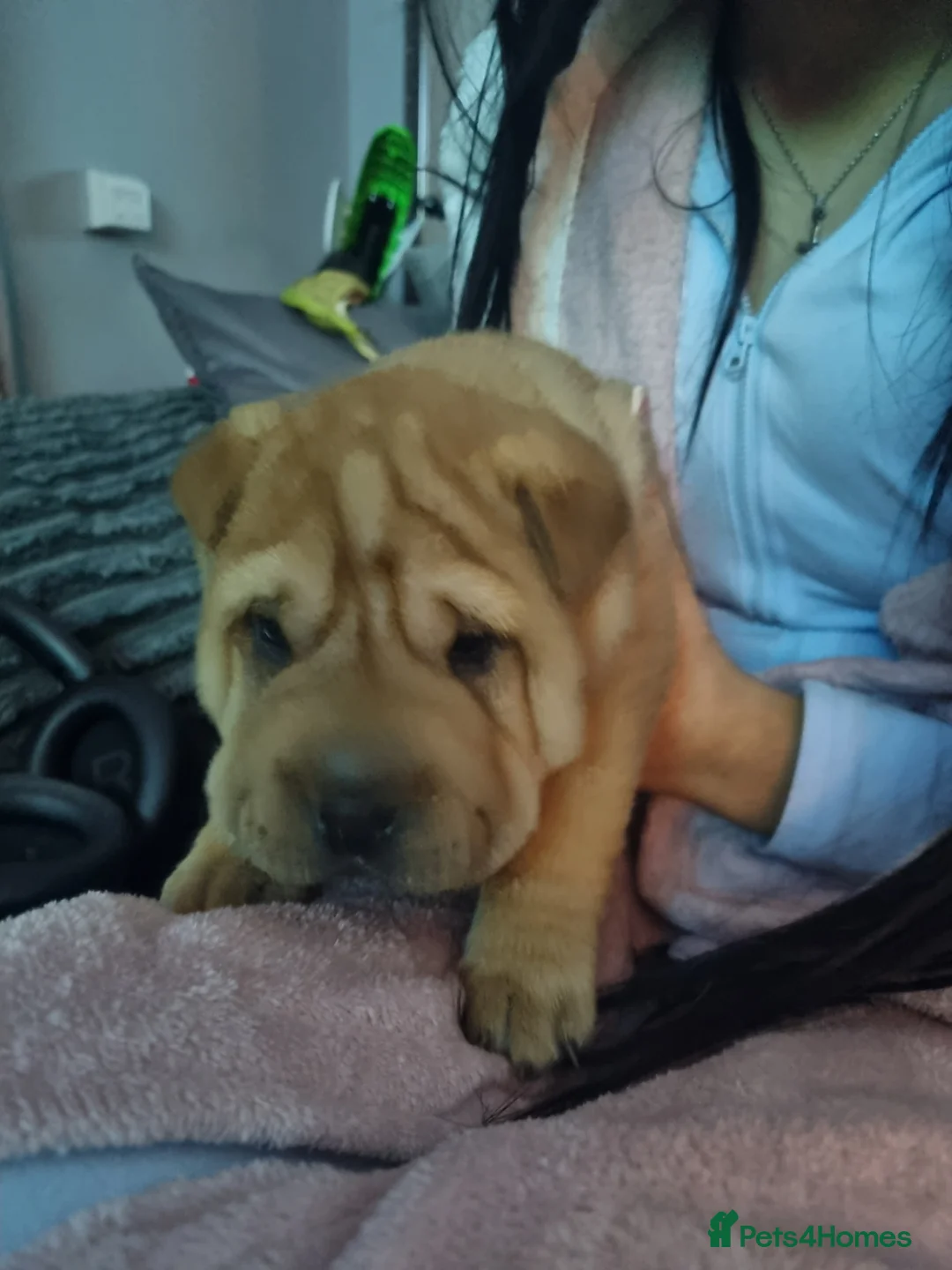Shar Pei dogs for sale: Puppy for sale  - Advert 13