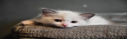 Ragdoll cats for sale: Ready now TICA Ragdoll Blue Bicolour girl - Advert 15