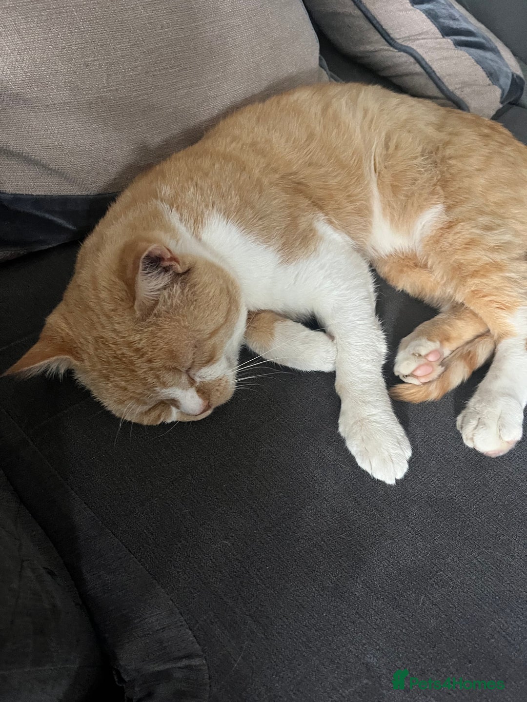 Domestic Shorthair cats for sale: Biscuit needs a new home  - Image 6