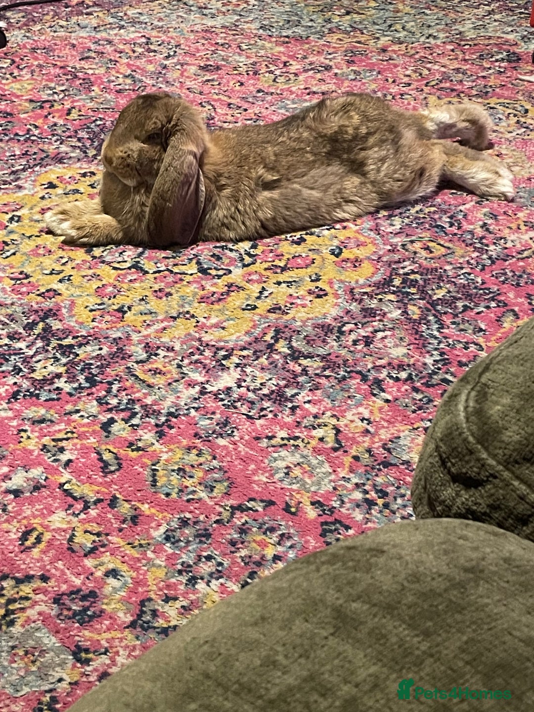 French Lop rabbits for sale: French Lop female 5 months old  - Advert 4