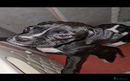Boxer dogs for sale: READY NOW Kc reg sealed brindle fully vac  - Image 31
