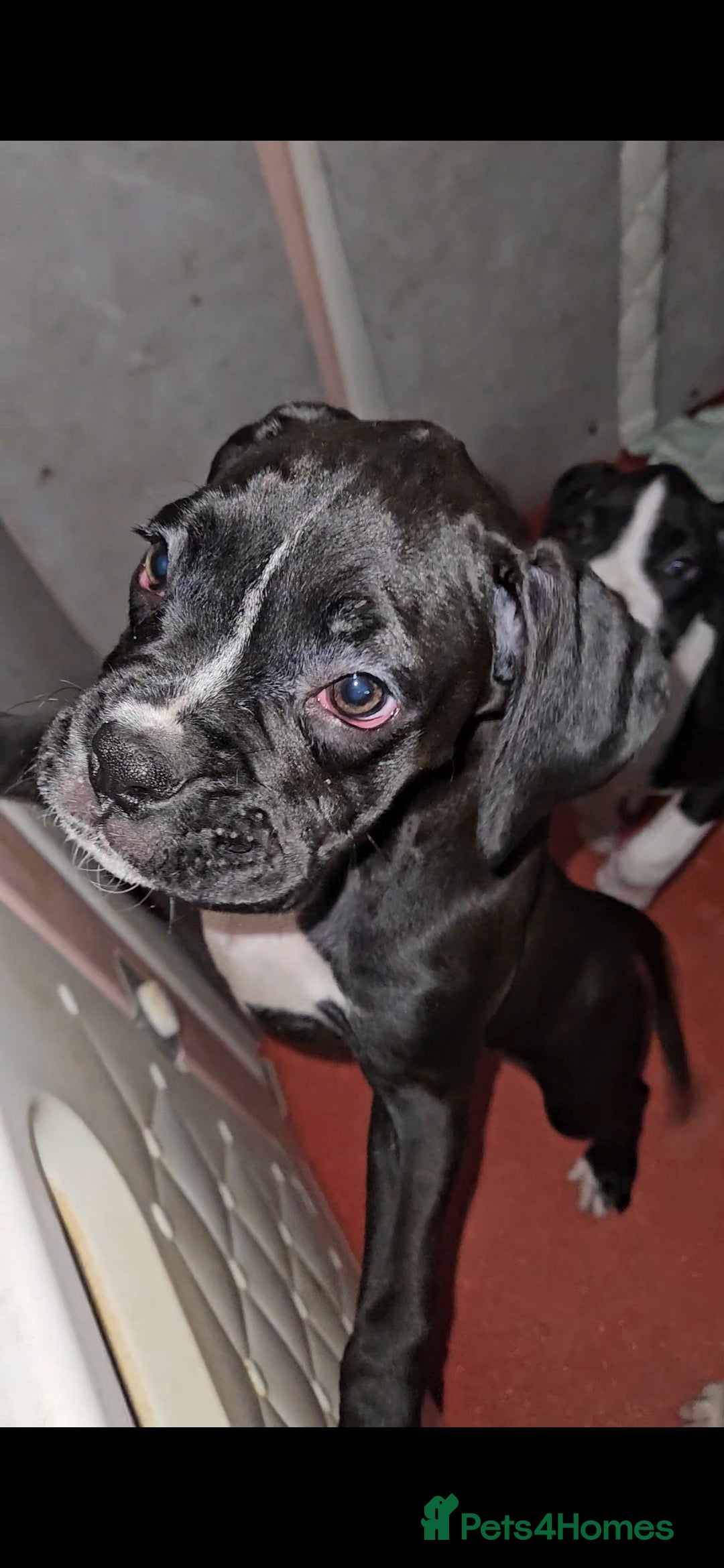 Boxer dogs for sale: READY NOW Kc reg sealed brindle fully vac  - Image 31