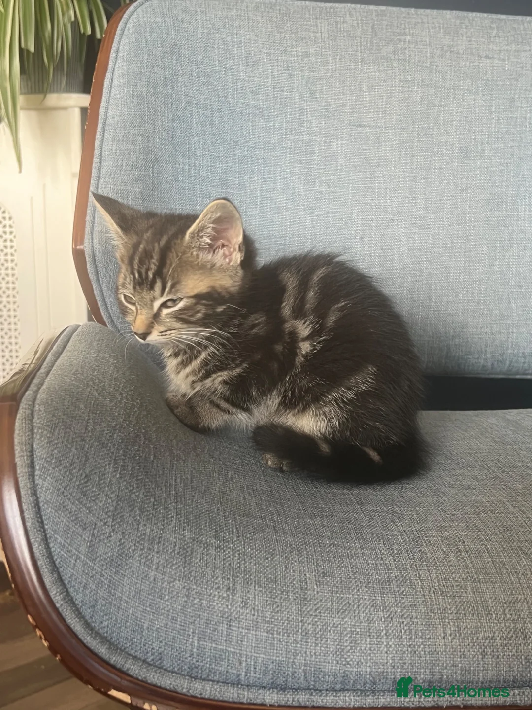 Mixed Breed cats for sale: 🐾 Beautiful Tabby x Ragdoll kittens🐾 - Advert 10
