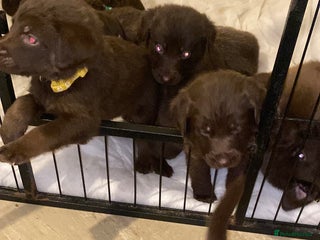 Mixed Breed dogs Beautiful Family-Raised Sheprador Puppies - Advert 1