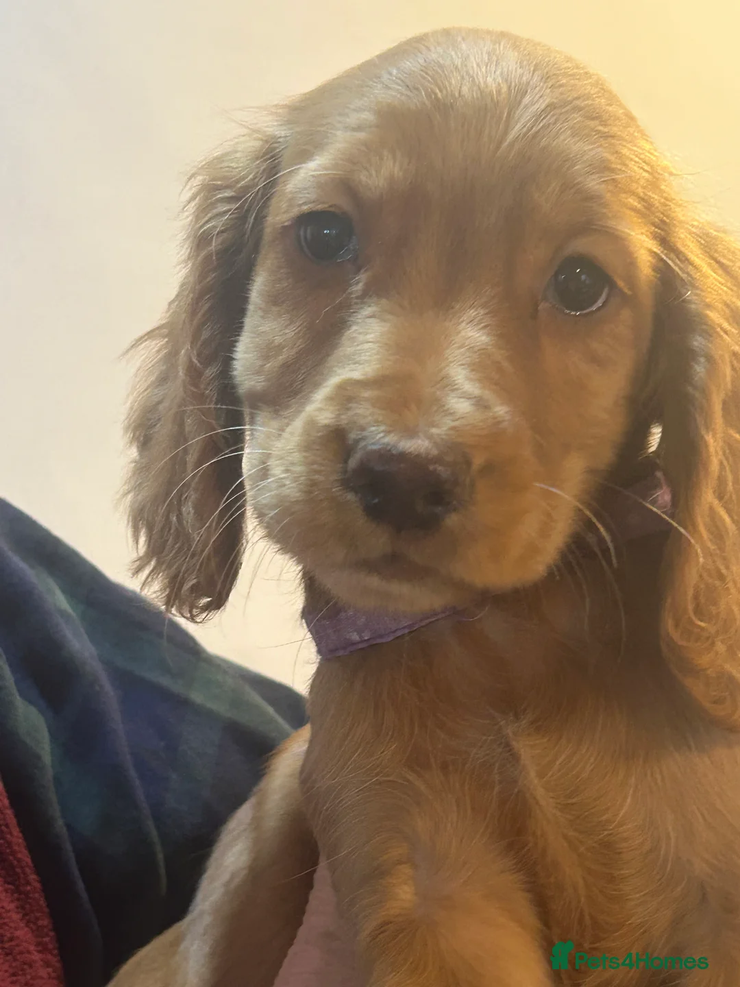 Cocker Spaniel dogs for sale: Golden Working Cocker Spaniel litter - Advert 4