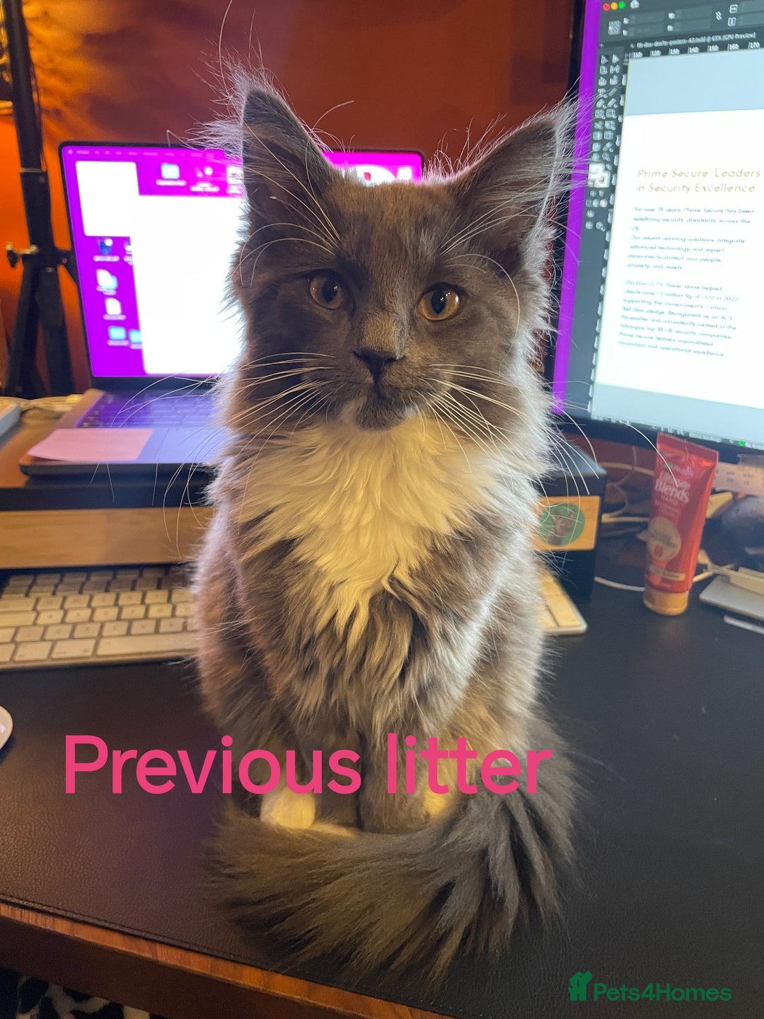 Ragcoon cats for sale: Amazing ragcoon kittens looking for lovely home  - Image 30