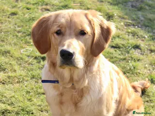 Golden Retriever dogs Dog for Sale - Advert 11