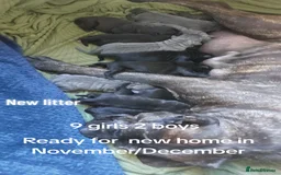 Cane Corso dogs for sale: Cane Corso - Image 24