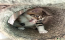 Maine Coon cats for sale: Adorable half mainecoon kittens for sale  - Image 18