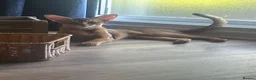 Abyssinian cats for sale: Adorable Abyssinian kittens - Advert 3