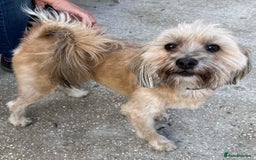 Mixed Breed dogs for adoption: Barney & Maisie want a new loving home together - Image 2