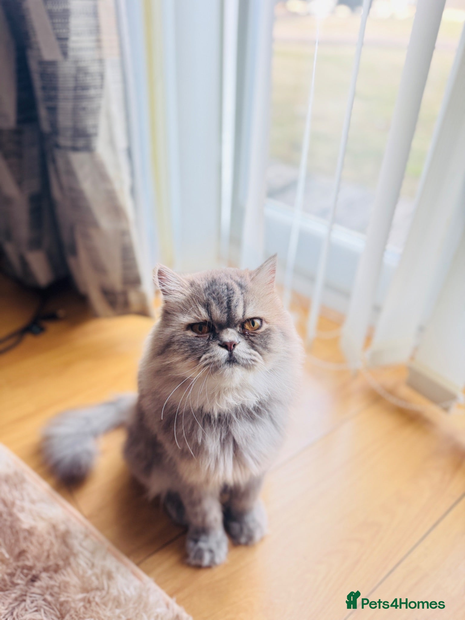 Exotic cats Exotic longhair male  - Advert 1
