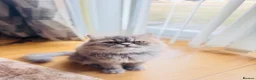 Exotic cats for sale: Exotic longhair male  in Salford - Advert 1