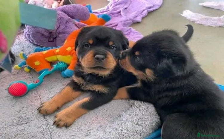 Rottweiler dogs - Advert 10