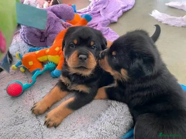 Rottweiler dogs - Advert 1