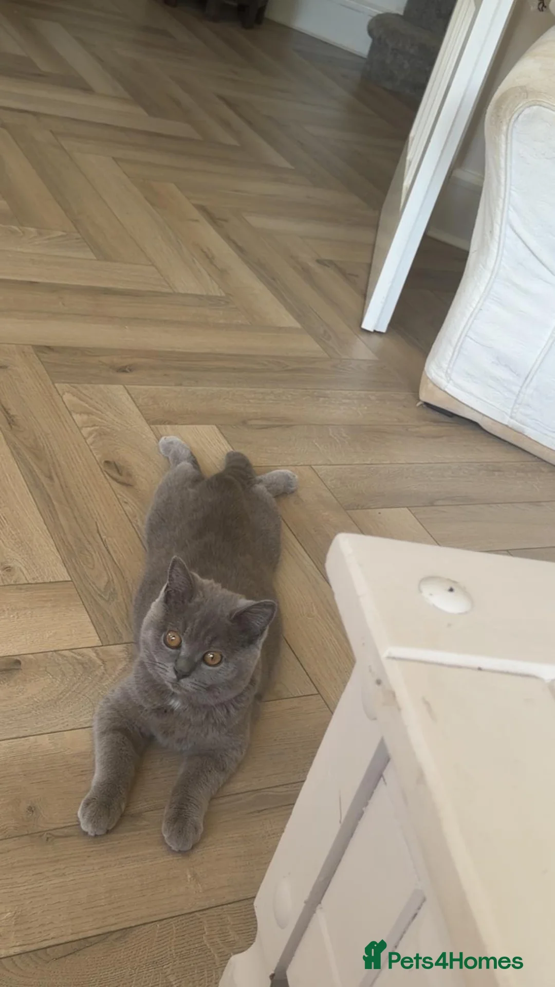 British Shorthair cats for sale: Female british shorthair kitten - Advert 18