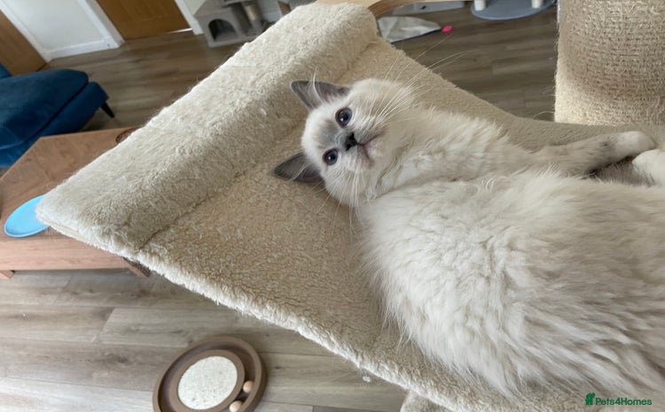 Ragdoll cats - Advert 1