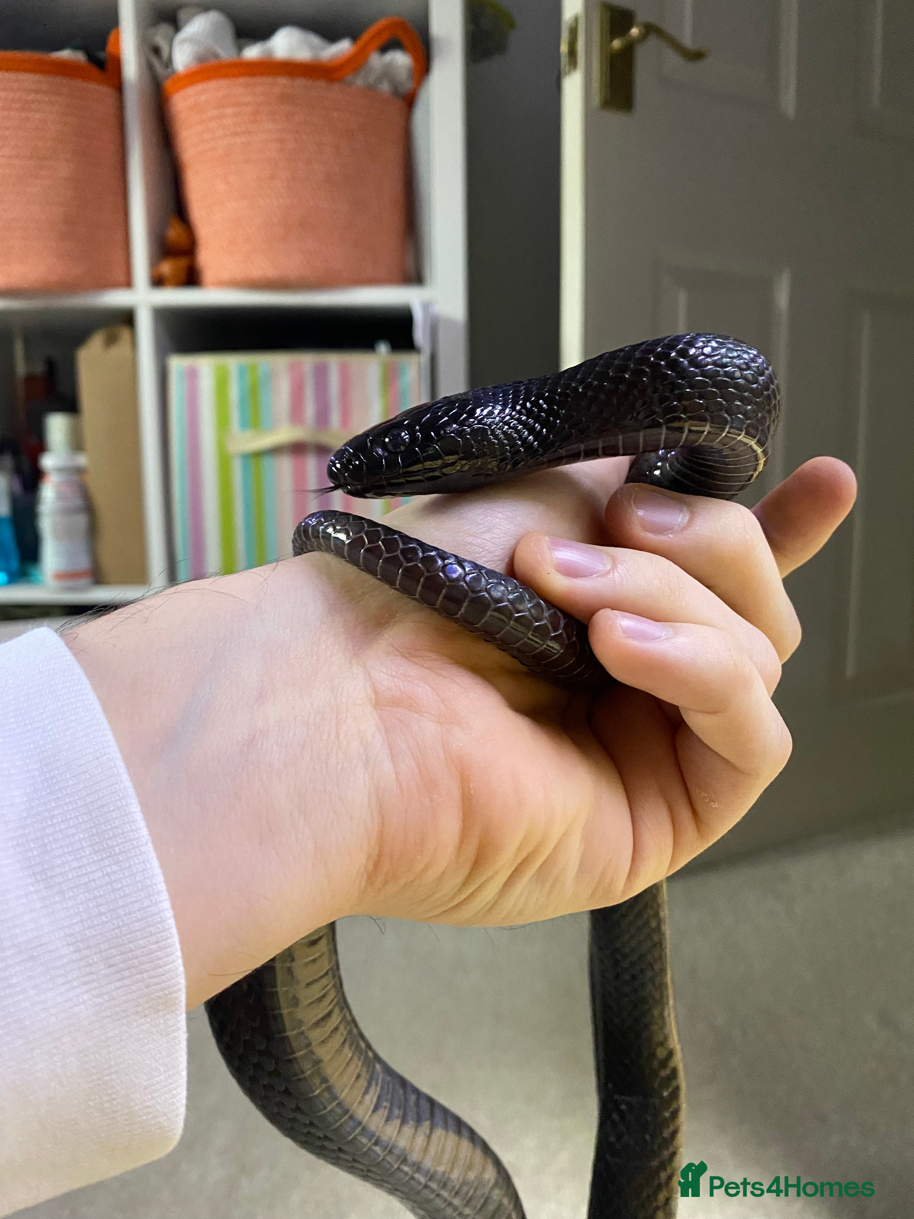 King Snake reptiles Mexican Black Kingsnake (Proven Pair) - Advert 1