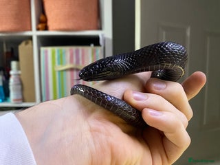 King Snake reptiles Mexican Black Kingsnake (Proven Pair) - Advert 1