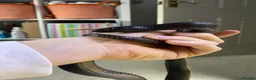 King Snake reptiles for sale: Mexican Black Kingsnake (Proven Pair) - Advert 1