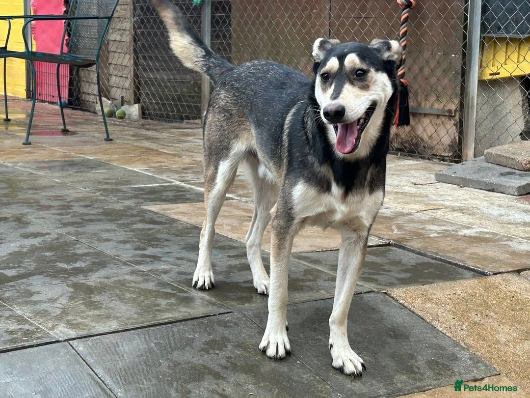 Mixed Breed dogs for adoption: Travis - Norwich Norfolk  - Image 6