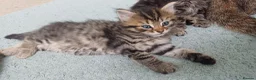 American Shorthair cats for sale: Kittens - Advert 9