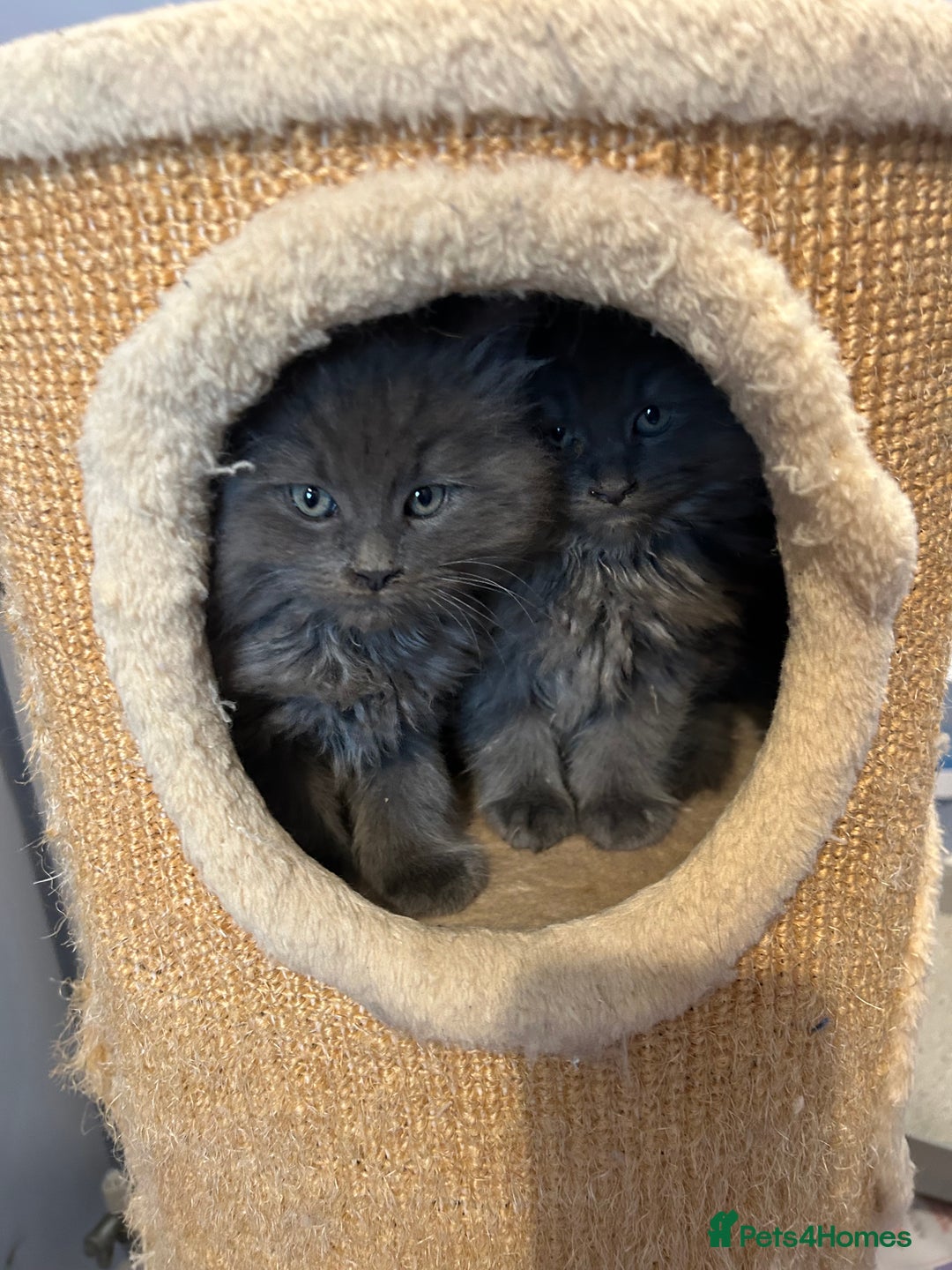 Maine Coon cats for sale: Active TICA GCCF Maine Coon Queen - Advert 12