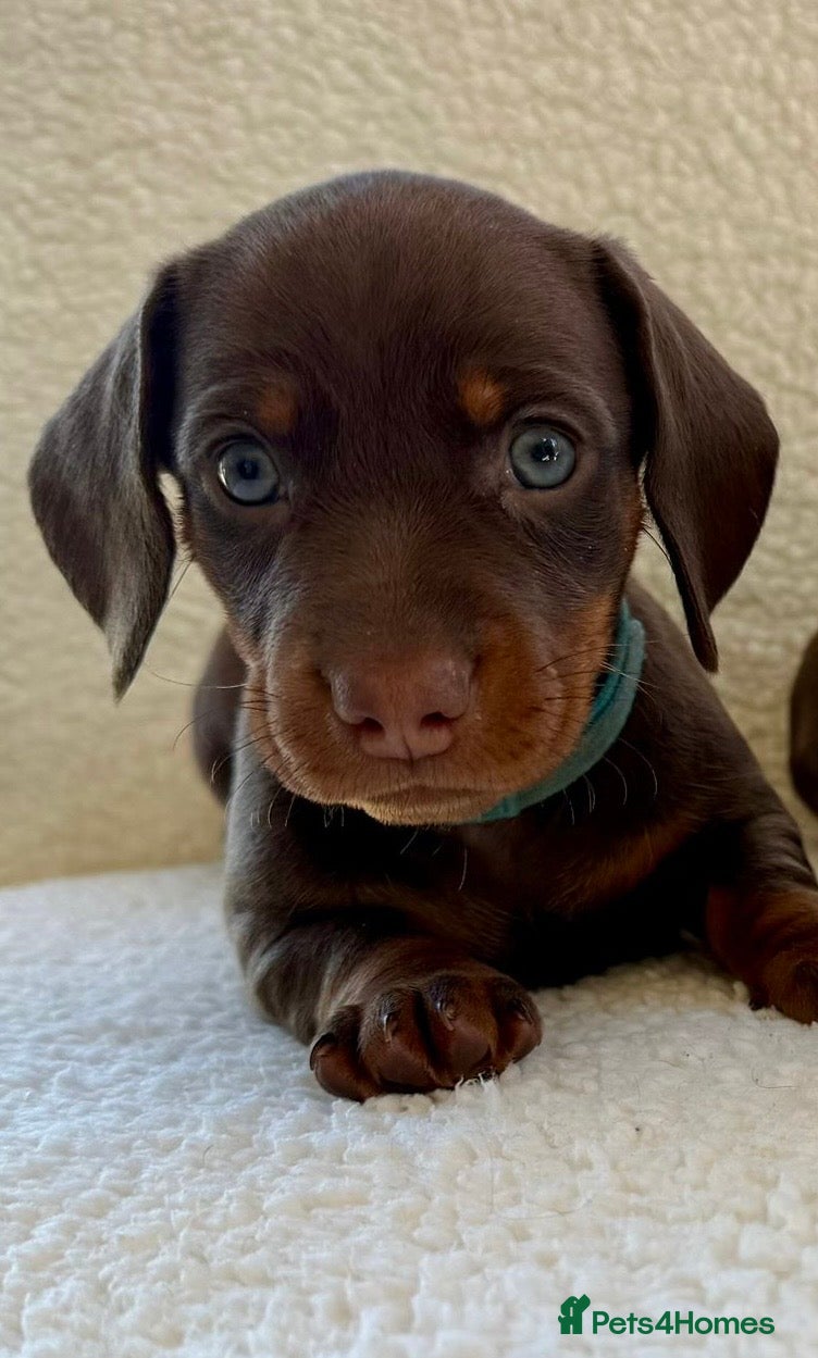 Miniature Dachshund dogs Beautiful miniature dachshund puppies  - Advert 3