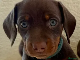 Miniature Dachshund dogs Beautiful miniature dachshund puppies - Advert 3